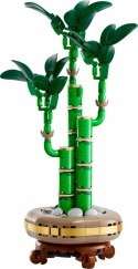 Klocki Botanicals 10344 Dracena sandera Klocki Botanicals 10344 Dracena sandera