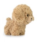 Maskotka TEDDY PETS Złoty pudel