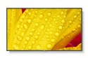 Monitor wielkoformatowy MultiSync M501-2 50 cali UHD 500cd/m2 24/7