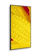 Monitor wielkoformatowy MultiSync M501-2 50 cali UHD 500cd/m2 24/7